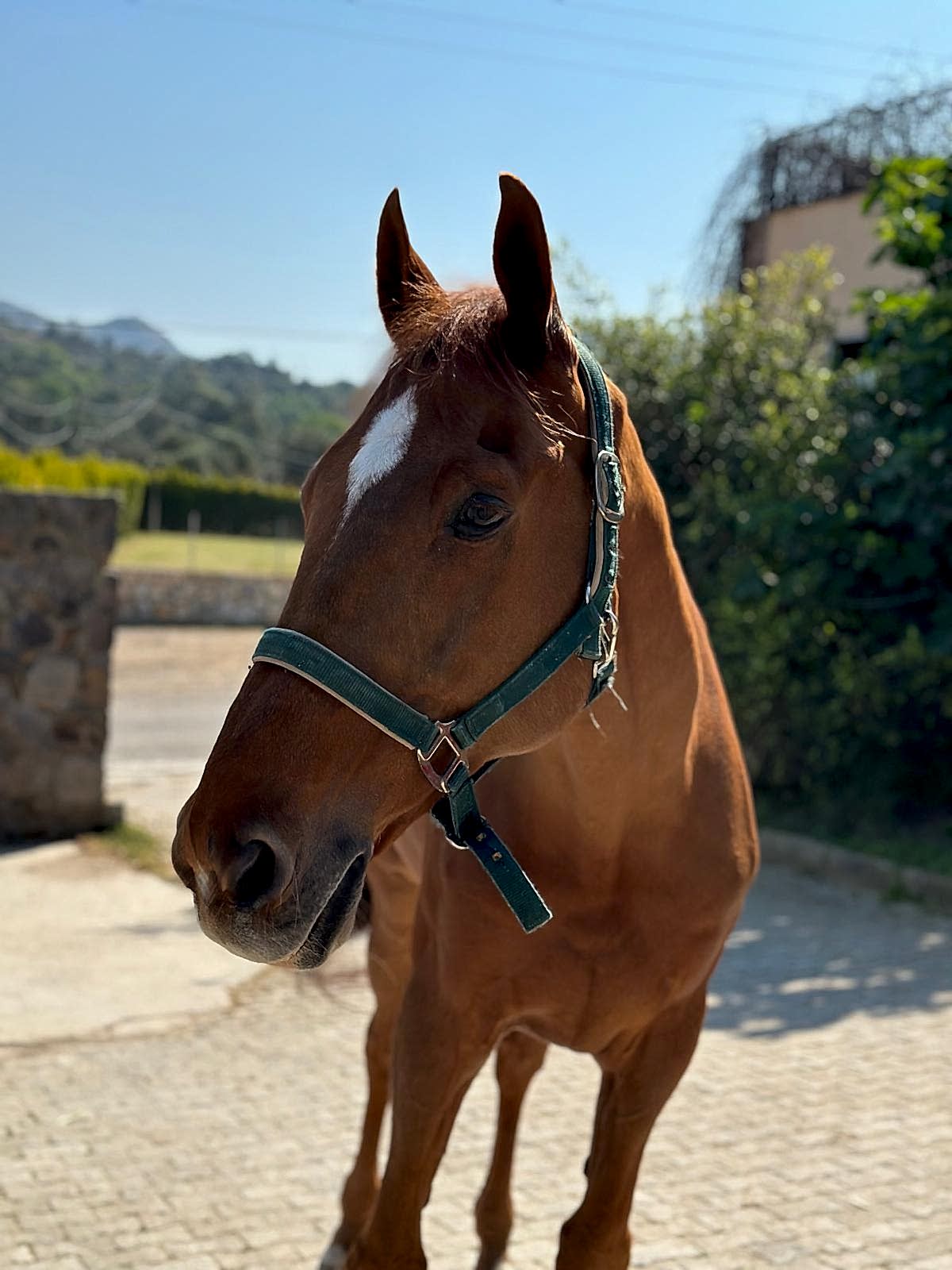 Bodrum Atlı Spor Klubü